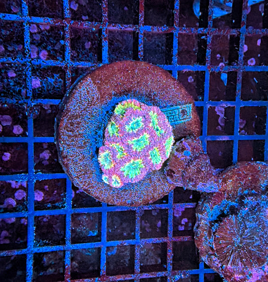 Rainbow Blasto