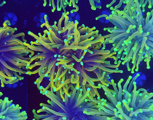 Malay Rainbow Hellfire