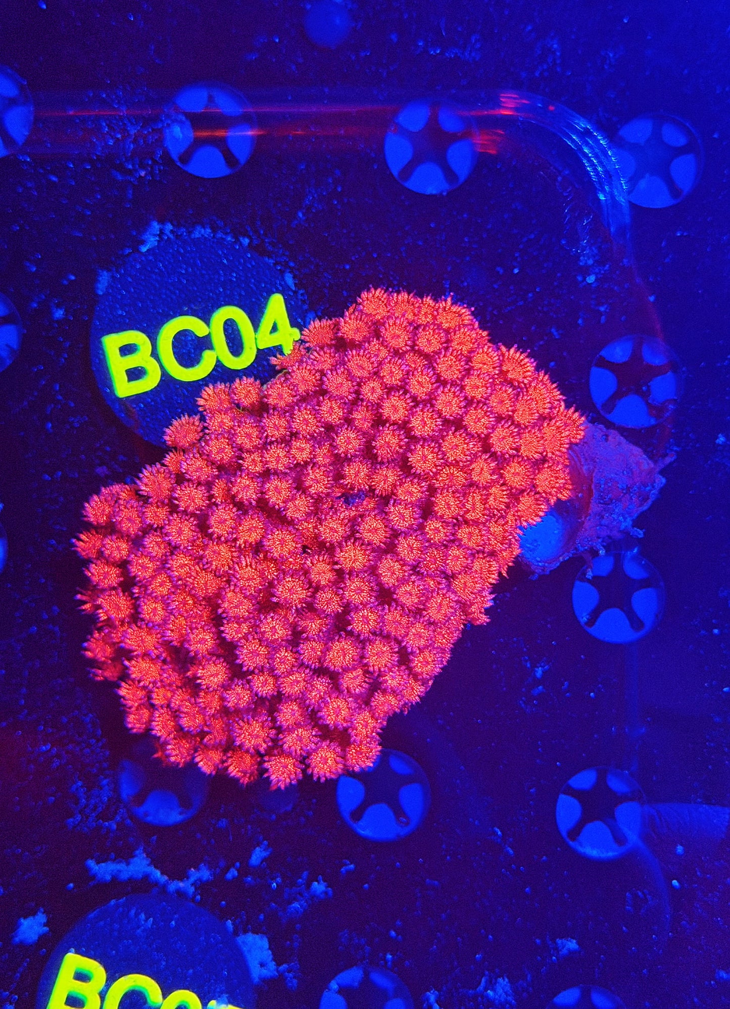 OG red glitter Goni colony M