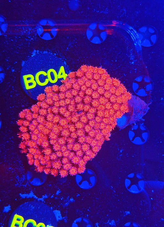 OG red glitter Goni colony M
