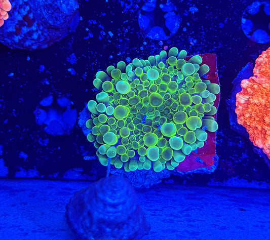 Malay Bouncing Mushroom