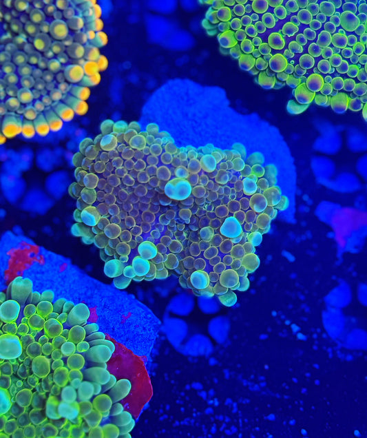 Malay Bouncing Mushroom