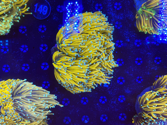 Banana full colony 7 heads