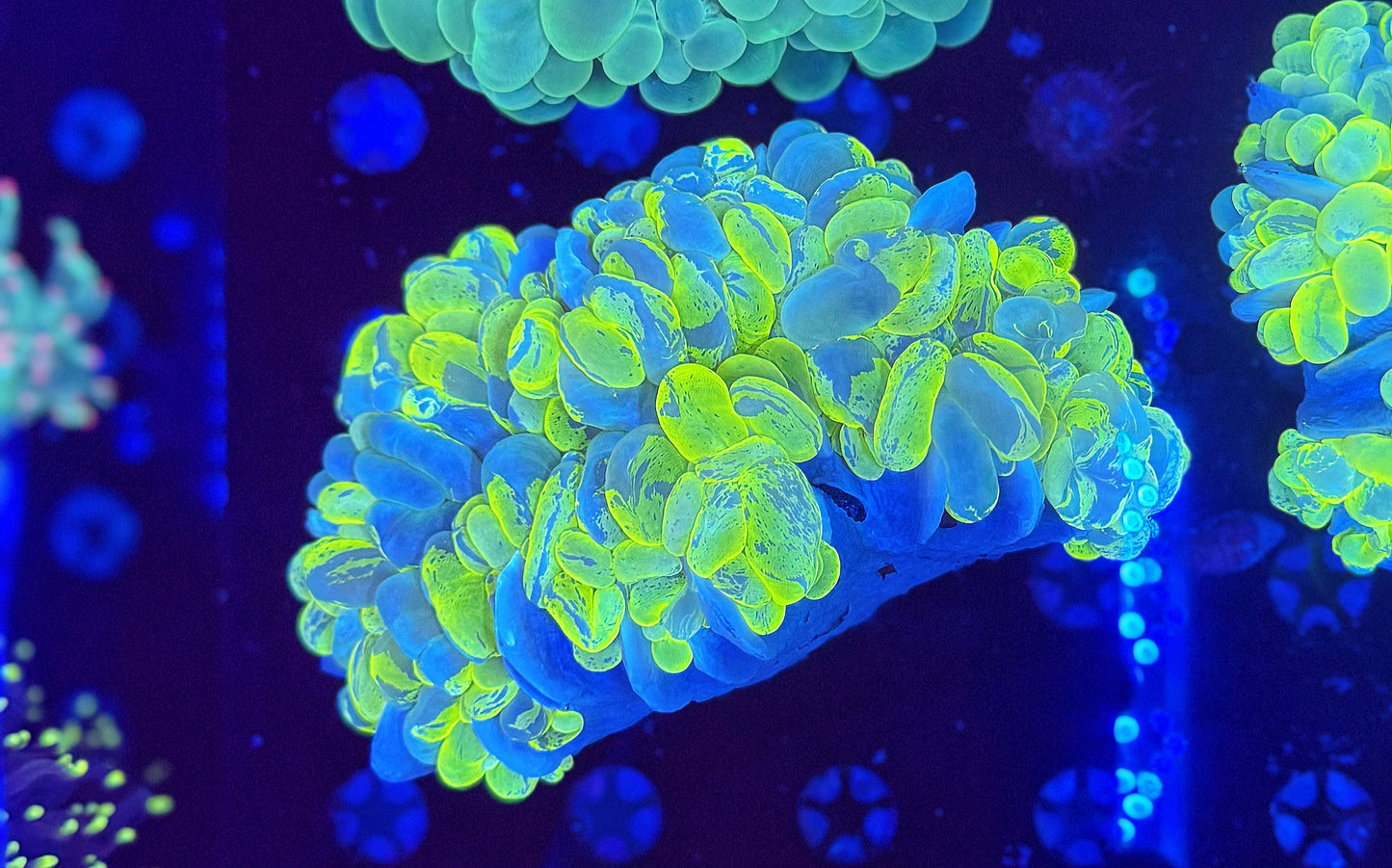 Malaysian Yellow/Green Bubble (L)