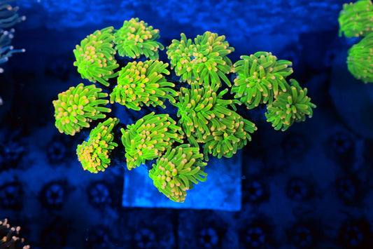 Malaysia cotton candy (per head not WYSIWYG)-Ocean King Corals