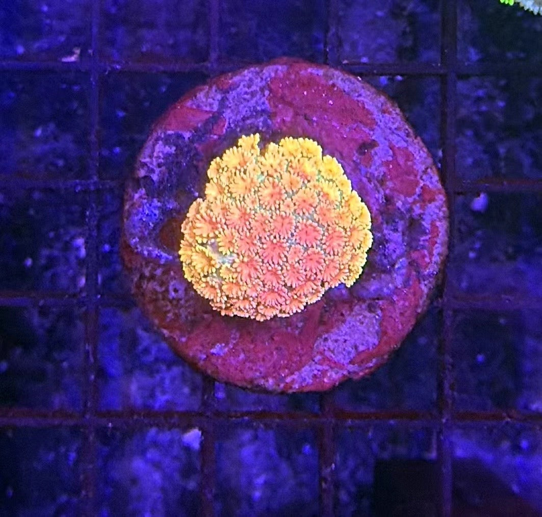 Rainbow Goni