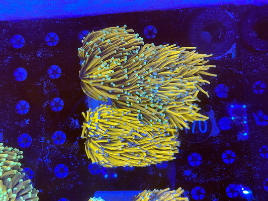Asian banana, sun god, banana grail & gold mixed plate 6 heads