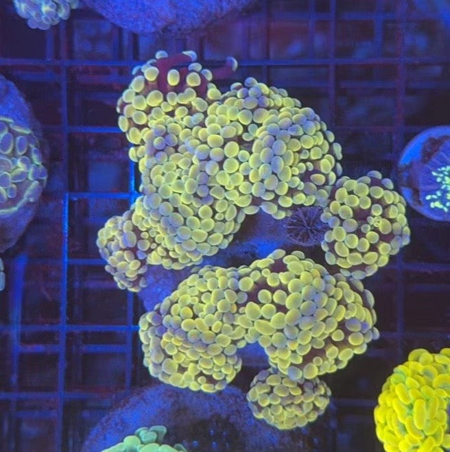 Premium hammer colony