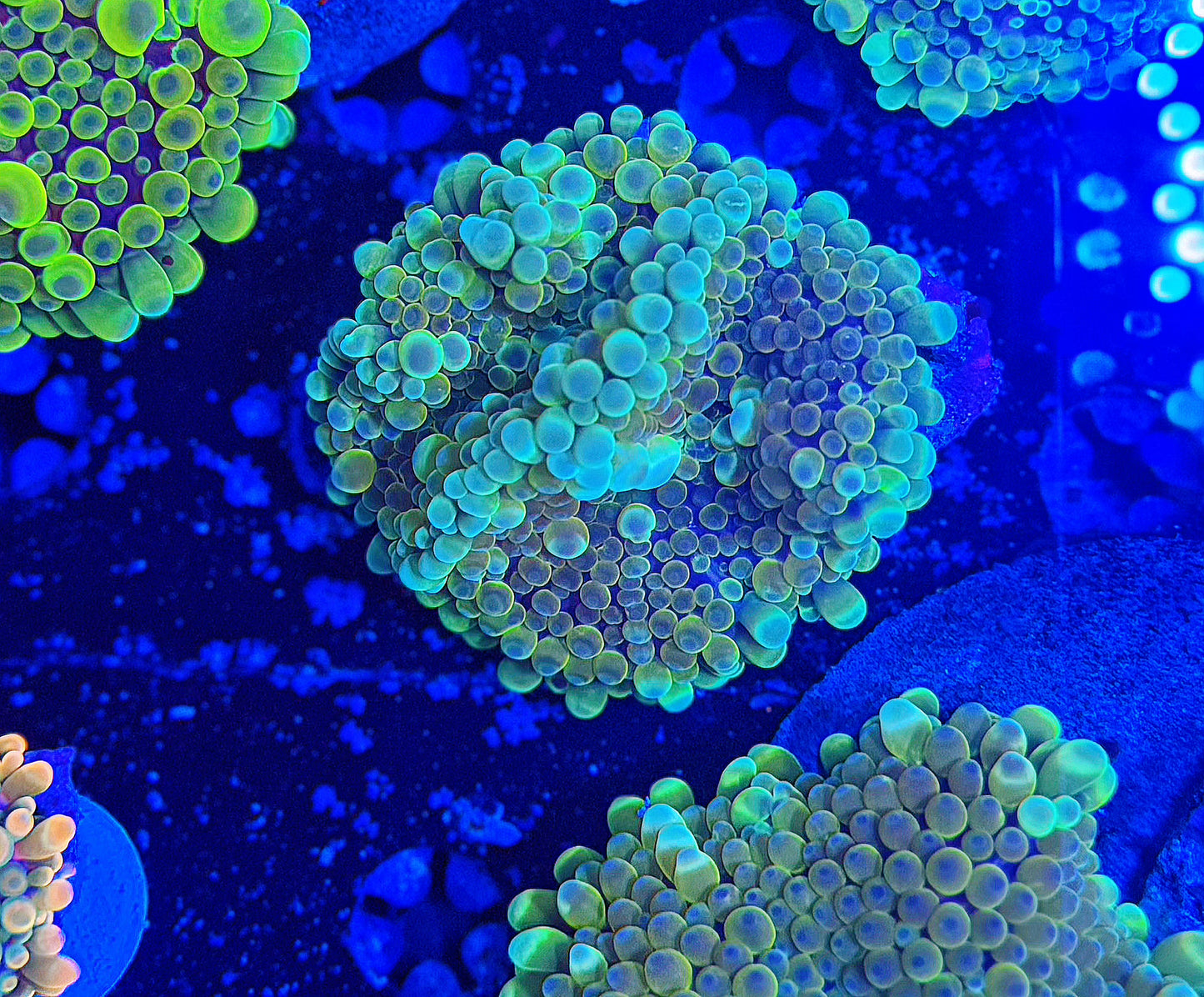 Malay Bouncing Mushroom (XL)