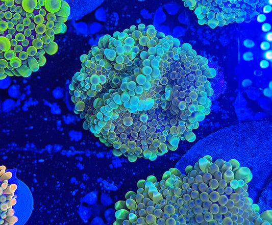 Malay Bouncing Mushroom (XL)