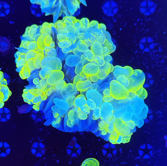 Malaysian Yellow/Green Bubble (L)