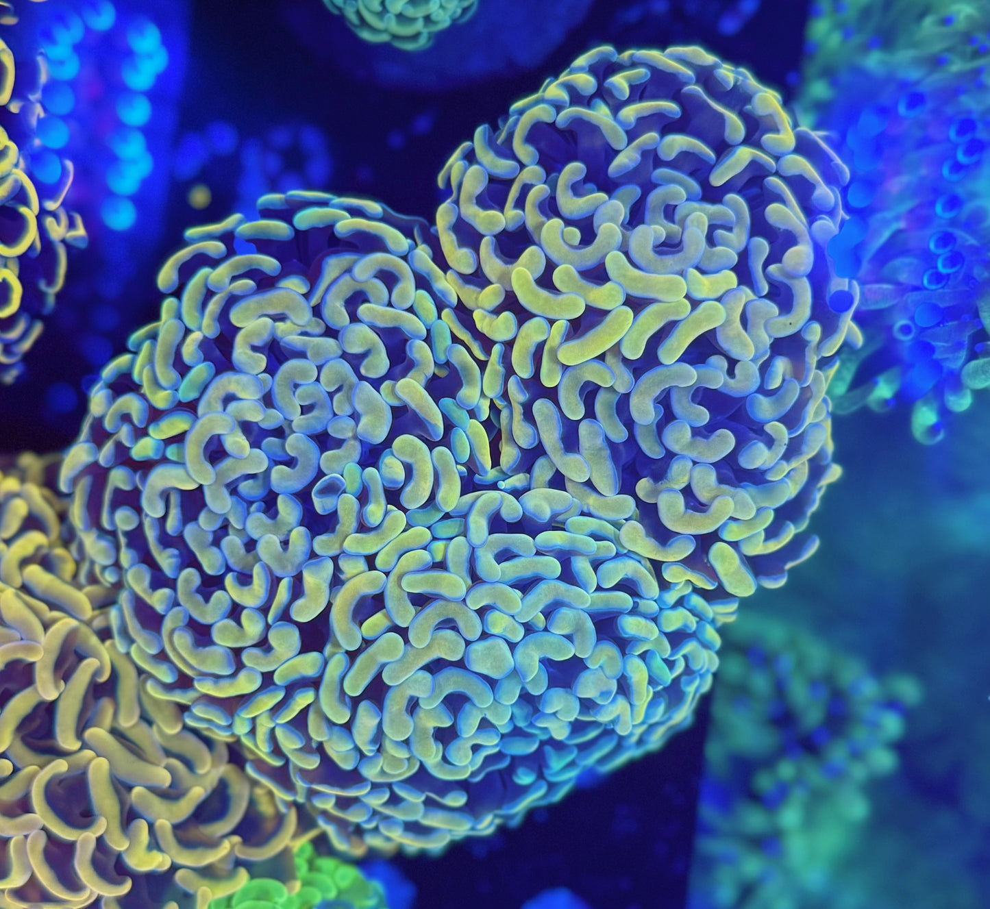 Malay Fat-head Hammer colony