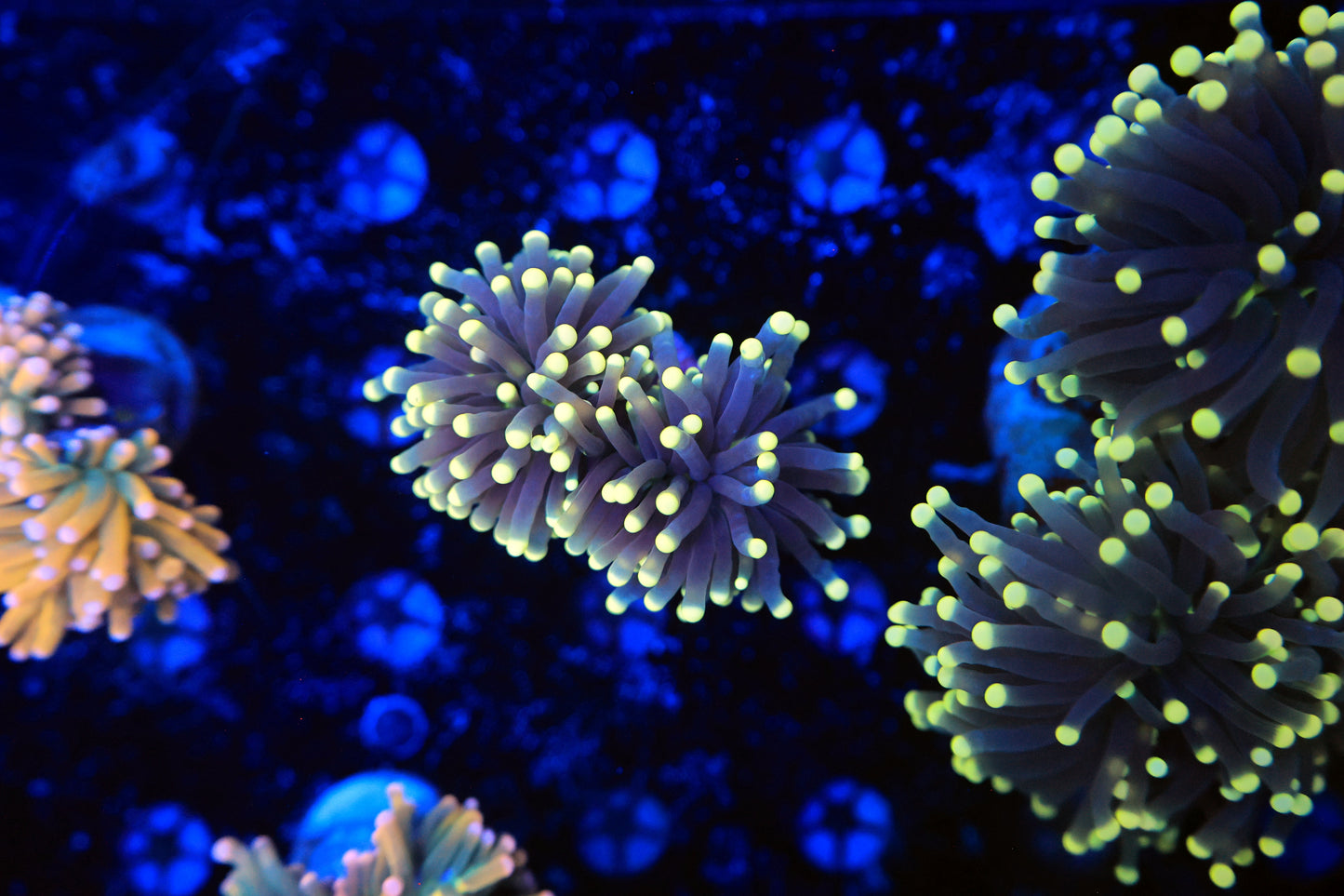 Indo torch-Ocean King Corals