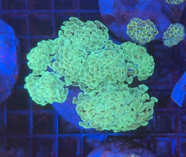 Premium hammer colony