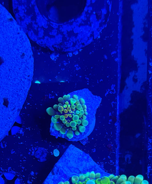 Malay Bouncing Mushroom