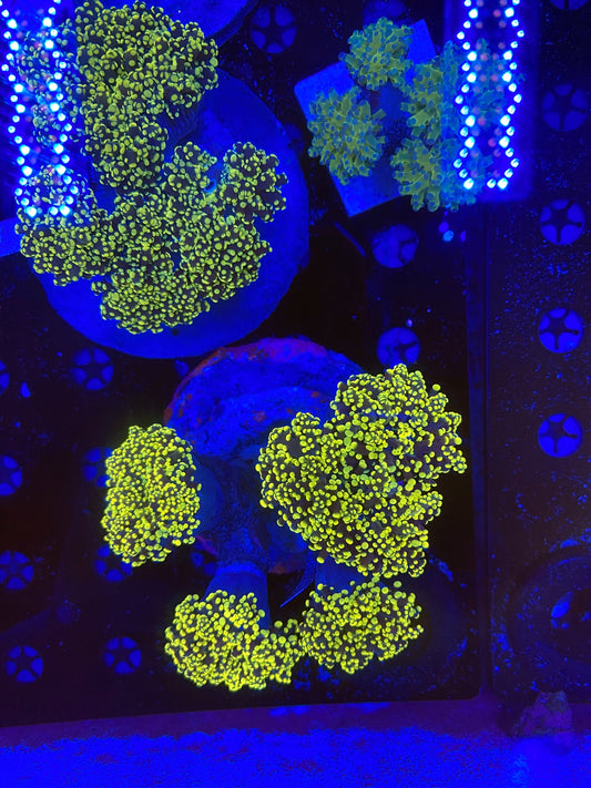 Neon frogspawn (per head / NOT WYSIWYG)