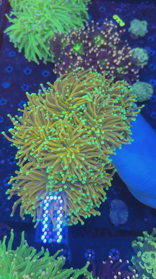 Malay Neptune Gold Torch 7heads