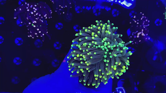 Malaysian bicolor tip torch