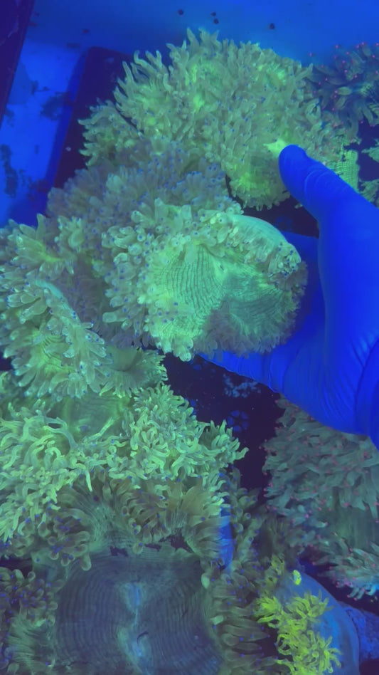 Malay elegance special grafted