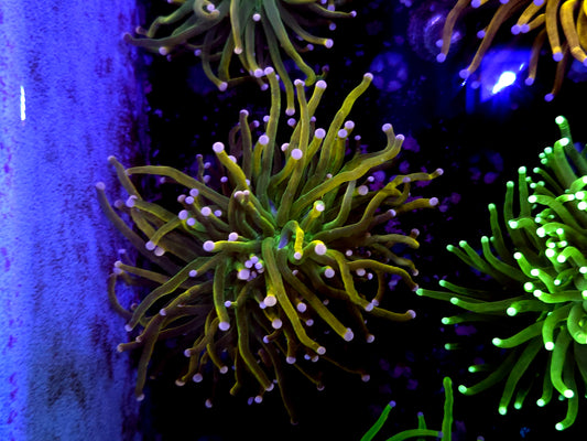 Malaysian pink tip hg