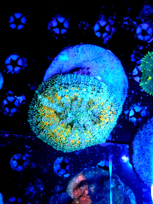 Rainbow carpet mushroom xl
