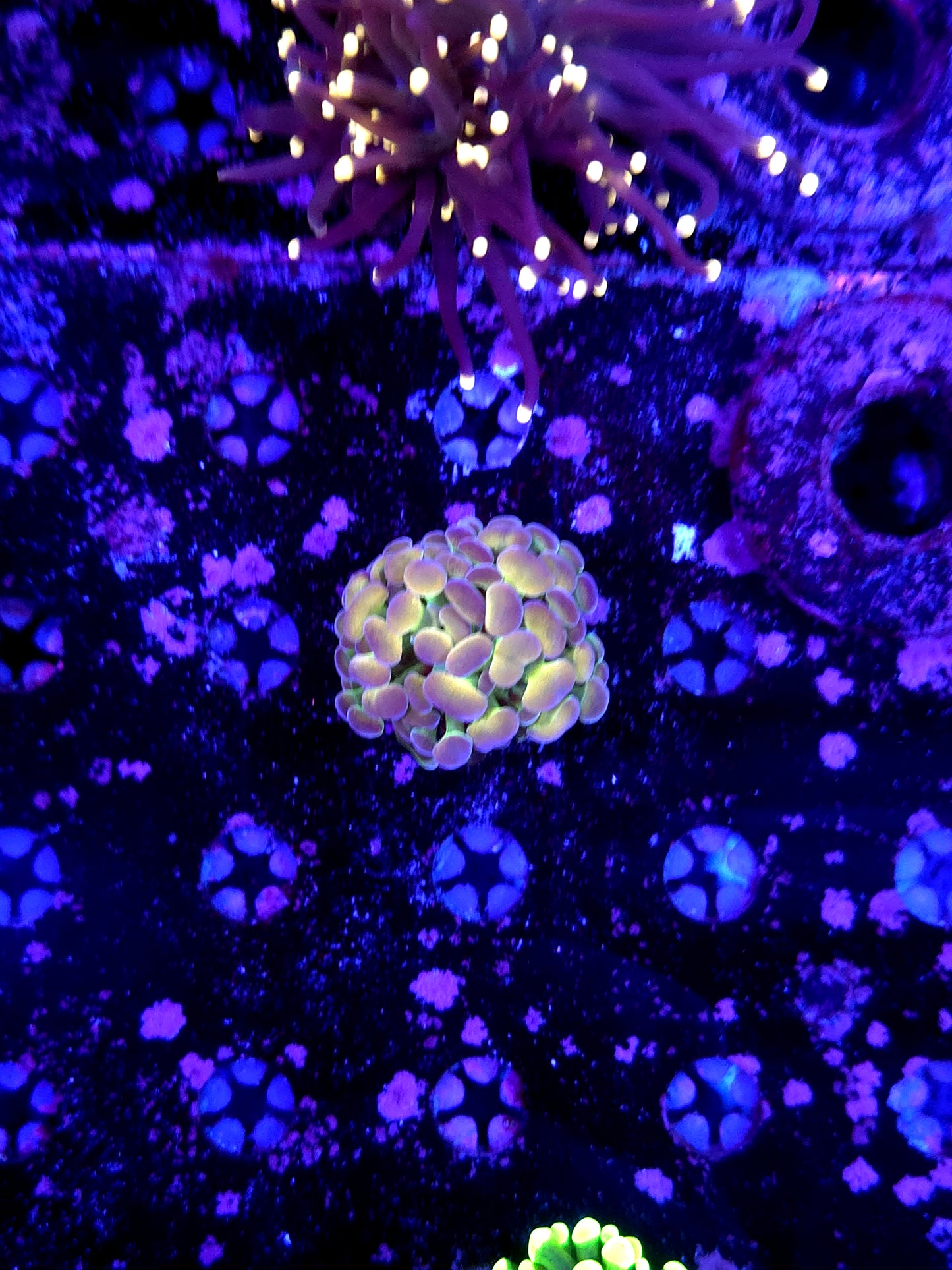 Indo SP hammer