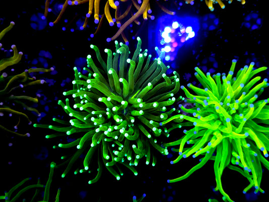 Malaysian green