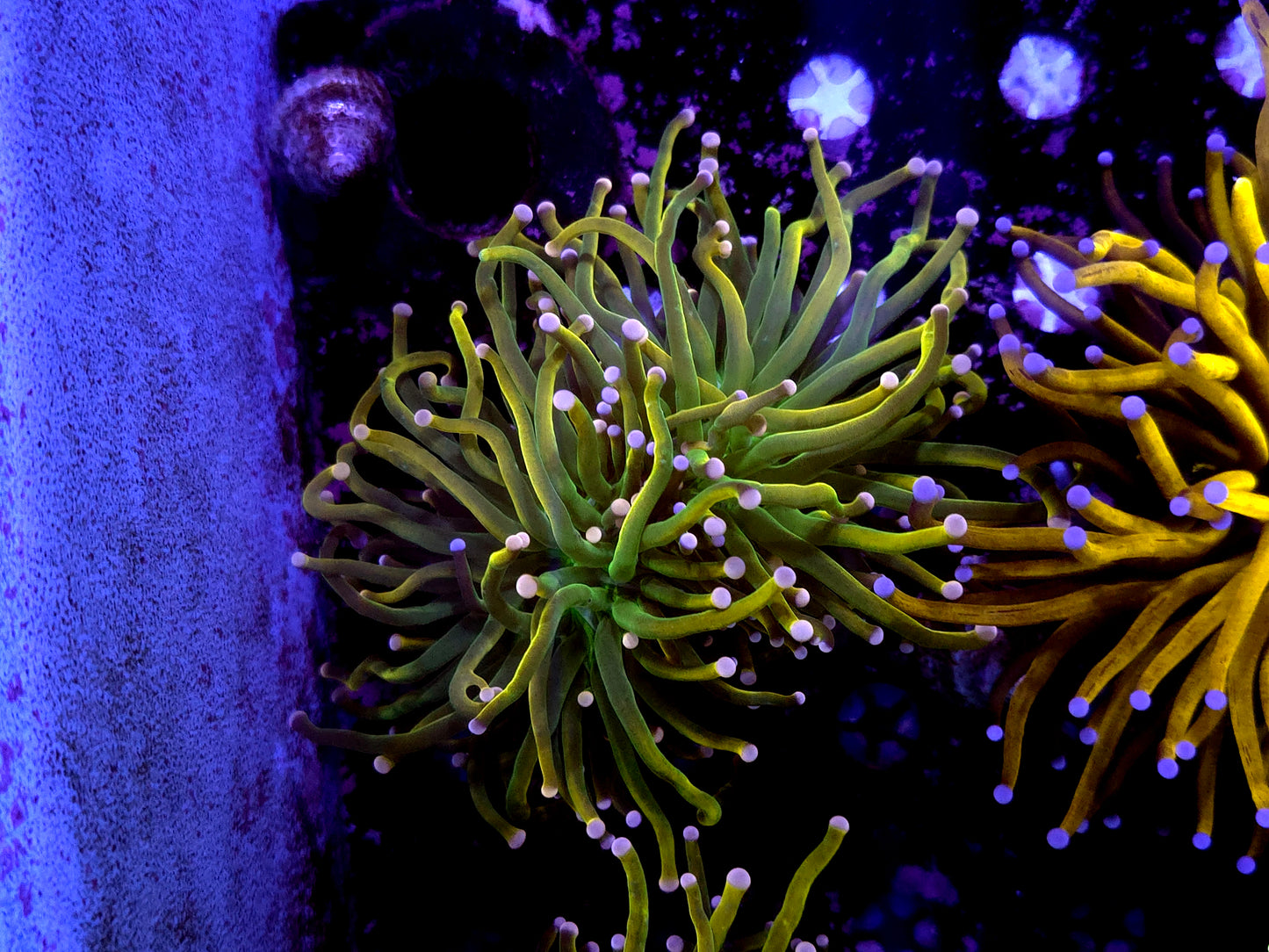 Malaysian pink tip hg big head