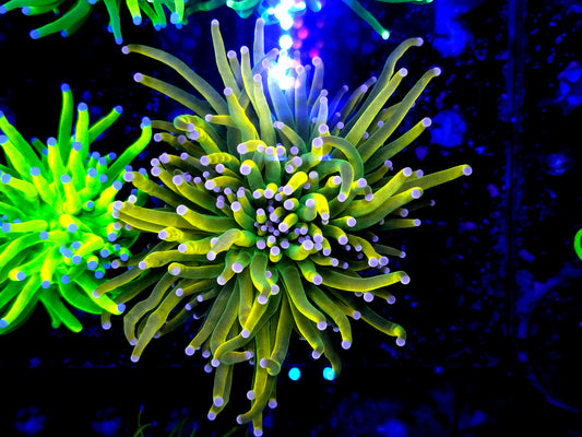 Malaysian pink tip hg