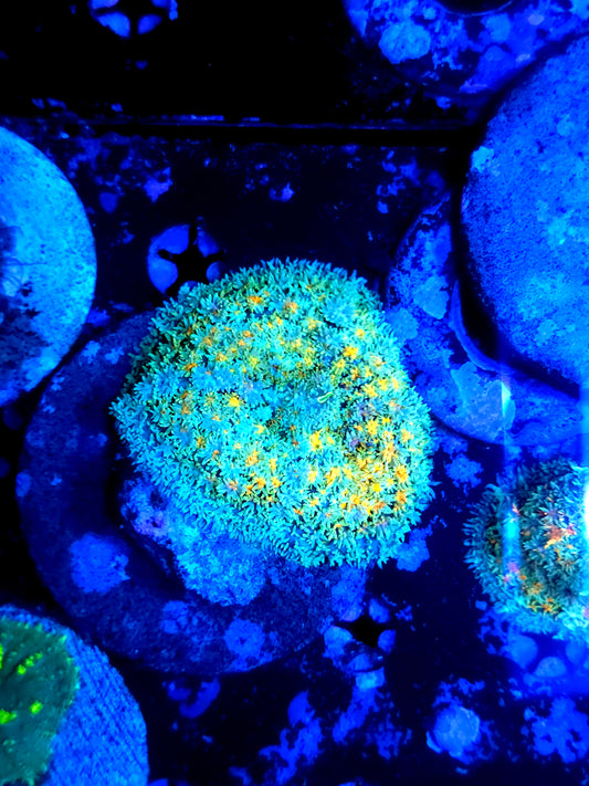Rainbow carpet mushroom xl